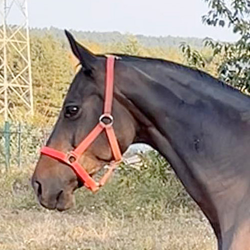 Klacz Daria